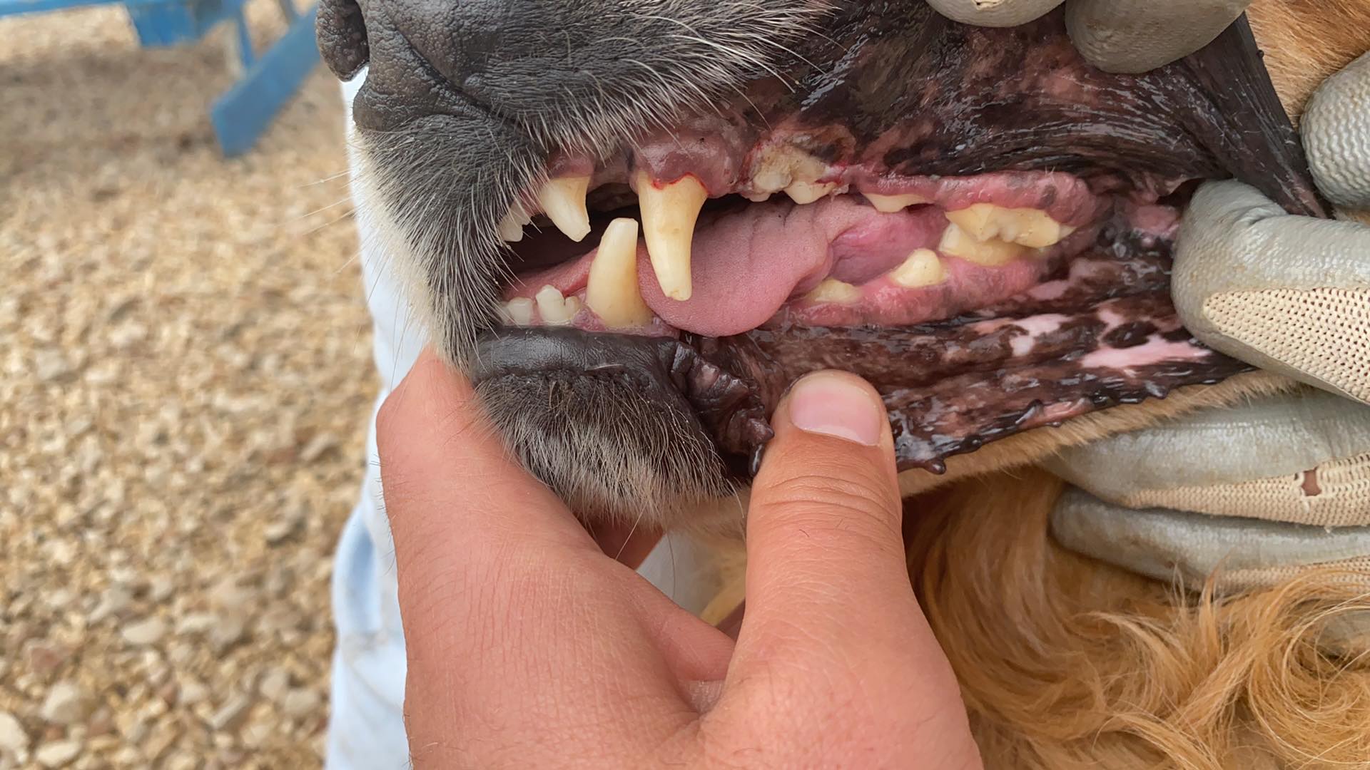Henry (fka Boston)